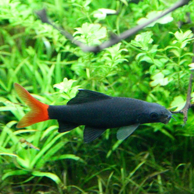 Labeo bicolor   Vuurstaart M